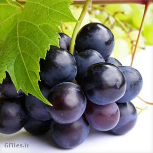 دانلود عکس باکیفیت انگور سیاه ارائه شده با فرمت jpg