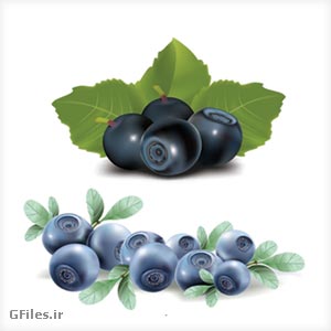 وکتور زغال اخته