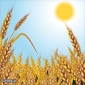 وکتور گندم زار