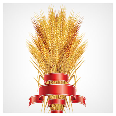 وکتور لایه باز (ai و pdf) دسته و خوشه گندم های طلایی (Wheat vector)
