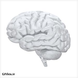 عکس سه بعدی مغز سر انسان