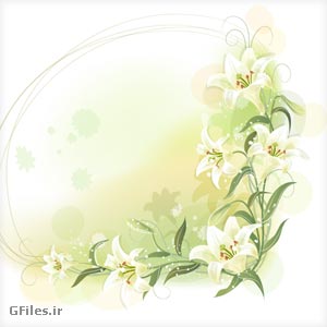lilium flower vector