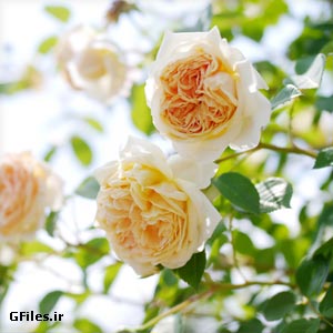 گلهای رز زرد