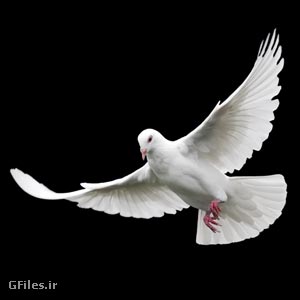 بکگراند و تصویر با کیفیت پرواز کبوتر با بال های باز (White Dove on Black Background)
