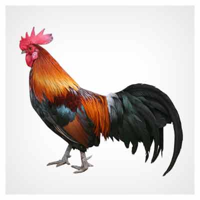 تصویر خروس با زمینه سفید و کیفیت بالا