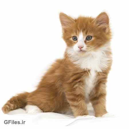 Kitty photo