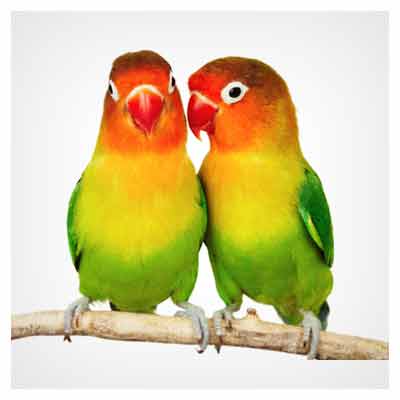طوطی های رنگی