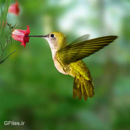 مرغ مگس خوار