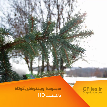 ویدئوی با کیفیت نمای نزدیک از کاج برفی