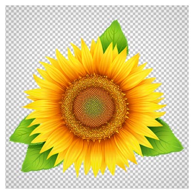 تصویر png دوربری شده و بدون پس زمینه گل آفتابگردان