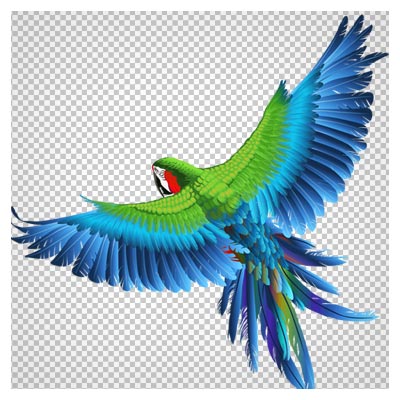 فایل دوربری شده با کیفیت طوطی در حال پرواز