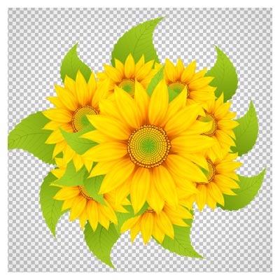 تصویر دوربری شده و کارتونی گل های آفتابگردان (PNG)