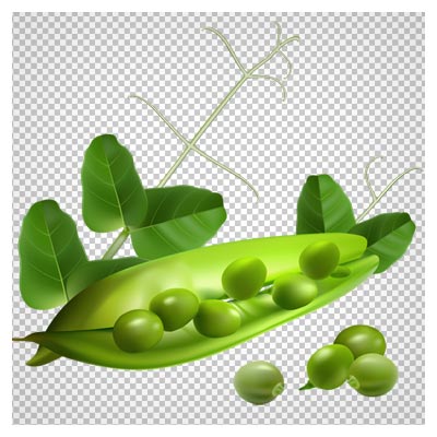 فایل دوربری شده و png نخود فرنگی سبز (بدون زمینه)