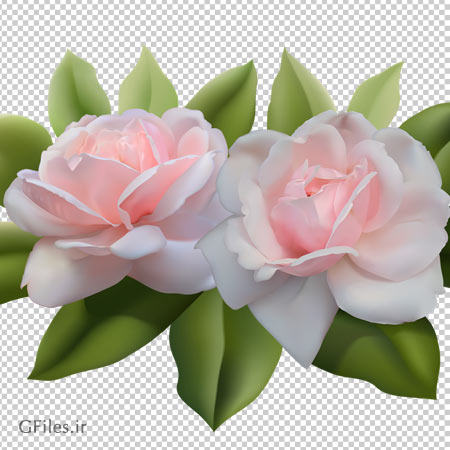 فایل png  گل های رز صورتی (بدون پس زمینه و دوربری شده)