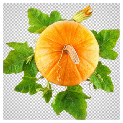 فایل دوربری شده بوته کدو (بدون پس زمینه)