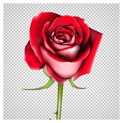 تک شاخه گل رز قرمز بدون پس زمینه