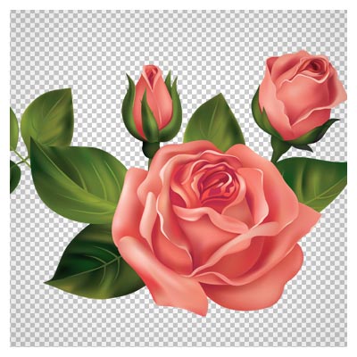 فایل png گل و شکوفه گل رز (Rose Flower Png)