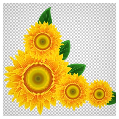 فایل ترانسپرنت گل های آفتابگردان (png)