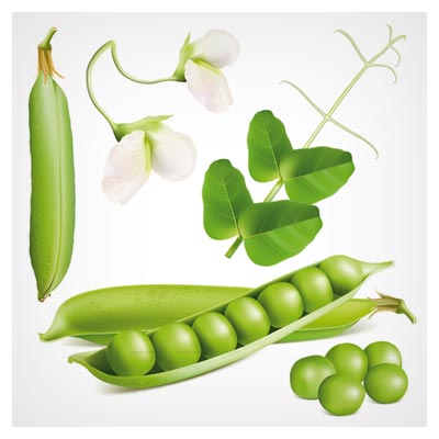 وکتور نخود سبز همراه با گل و برگ (Peas With Flower Design Vector)