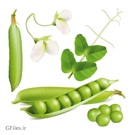 وکتور نخود سبز همراه با گل و برگ (Peas With Flower Design Vector)