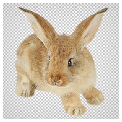 فایل با کیفیت دوربری شده خرگوش قهوه ای (Brown Bunny PNG Picture)