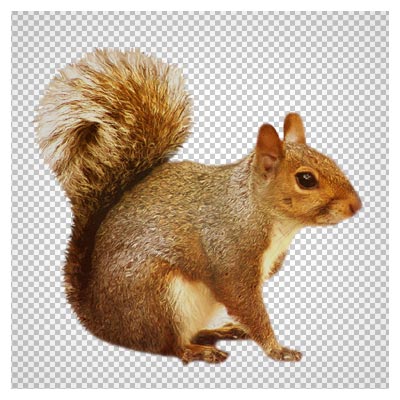 فایل ترانسپرنت PNG سنجاب قهوه ای (Transparent Brown Squirrel)