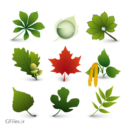 فایل رایگان وکتور مجموعه برگهای درختان مختلف (A Variety Of Leaf Forms)
