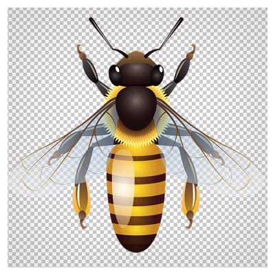 تصویر دوربری شده زنبور کارتونی با کیفیت بسیار بالا (png)