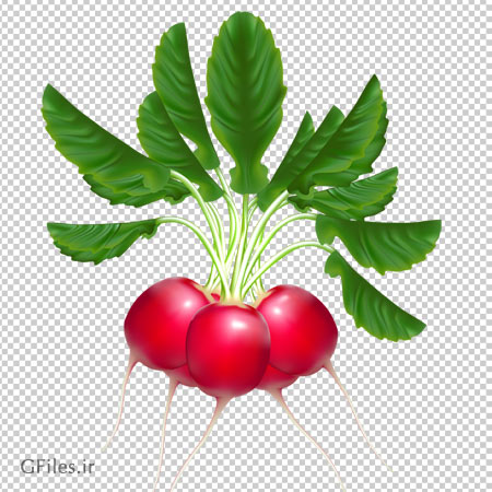 تصویر دوربری شده تربچه با کیفیت بالا و فرمت png