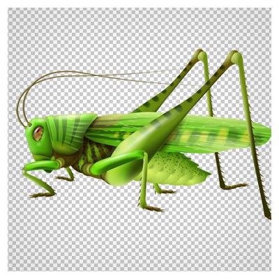 تصویر کارتونی با کیفیت ملخ سبز با فرمت png (ترانسپرنت و دوربری شده)