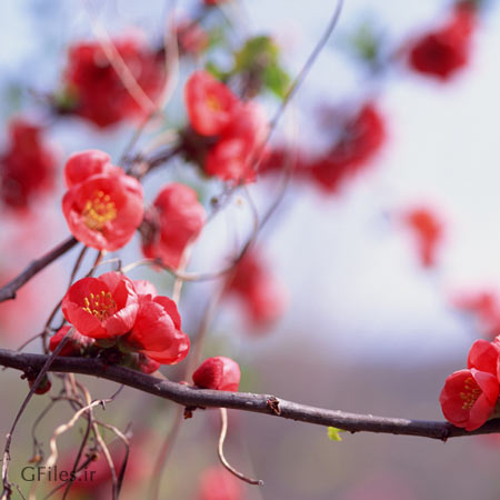 عکس با کیفیت از درخت با شکوفه های زیبای بهاری با فرمت jpg