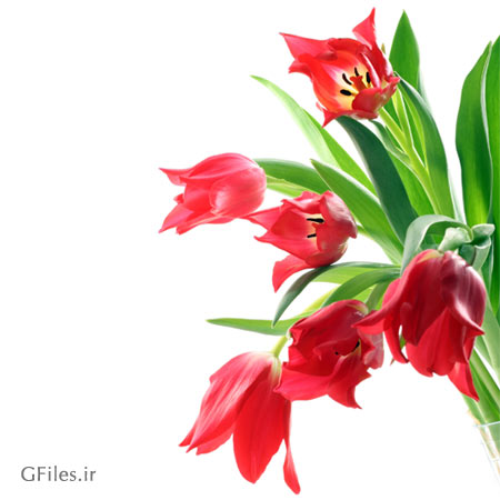 دانلود عکس با کیفیت گل های زیبای لاله وحشی