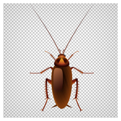 فایل دوربری شده سوسک بالدار (سوسک قهوه ای) با فرمت PNG