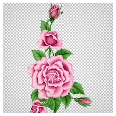 دانلود تصویر دوربری شده و فاقد بکگرند بوته گل رز صورتی به صورت فایل png با کیفیت بالا