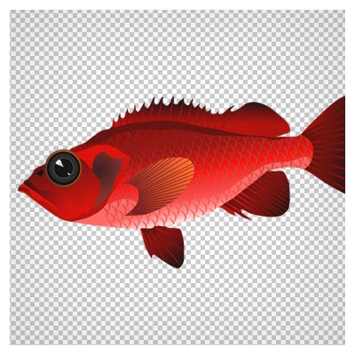 دانلود تصویر دوربری شده و فاقد بکگرند ماهی قرمز چشم درشت به صورت فایل png با کیفیت بالا