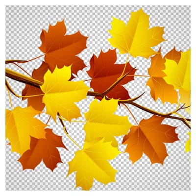 دانلود تصویر دوربری شده و فاقد بکگرند  شاخه درخت و برگهای پاییزی به صورت فایل png با کیفیت بالا