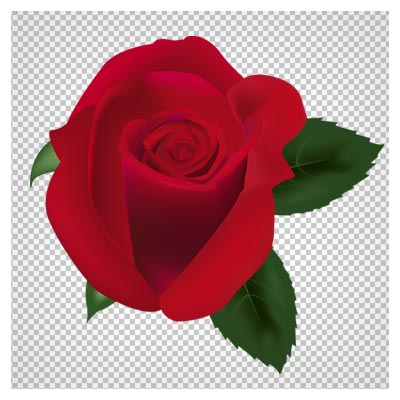 دانلود تصویر ترانسپرنت و دوربری شده بدون پس زمینه سر گل رز قرمز به صورت فایل png و کیفیت بالا.
