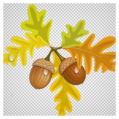 دانلود فایل png برگ و میوه های بلوط به صورت ترانسپرنت و بدون پس زمینه
