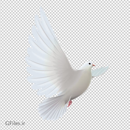 دانلود فایل png کبوتر سفید در حال پرواز به صورت ترانسپرنت و دوربری شده