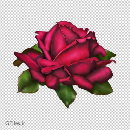 دانلود تک گل رز صورتی دوربری شده و بدون پس زمینه با فرمت png