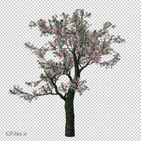 دانلود فایل دوربری شده با فرمت png درخت بلند با شکوفه های صورتی