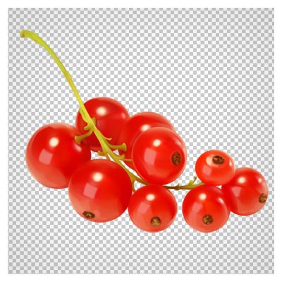 دانلود خوشه کویج (زالزالک) قرمز بصورت فایل با پسوند png و بدون پس زمینه