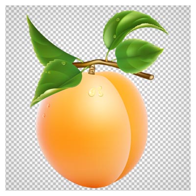 فایل PNG زردآلو و شاخه دوربری شده و بدون پس زمینه