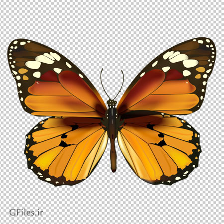 فایل png پروانه طرح دار قهوه ای بدون پس زمینه