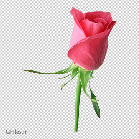فایل PNG شاخه غنچه گل رز صورتی بدون پس زمینه