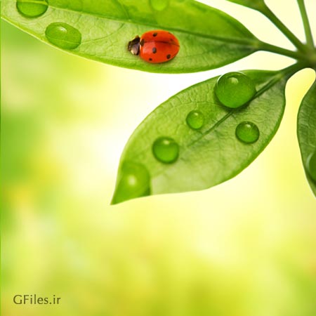 تصویر رایگان و با کیفیت برگ درخت ، کفشدوزک و شبنم روی برگ