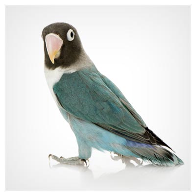 عکس پرنده طوطی سبز رنگ زیبا و دوست داشتنی به فرمت jpg