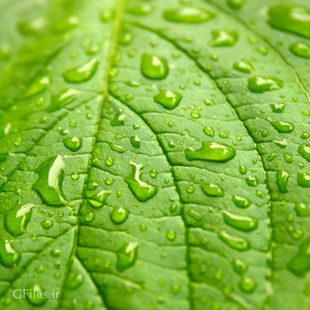 عکس قطرات شبنم بر روی یک برگ سبز از نمای نزدیک