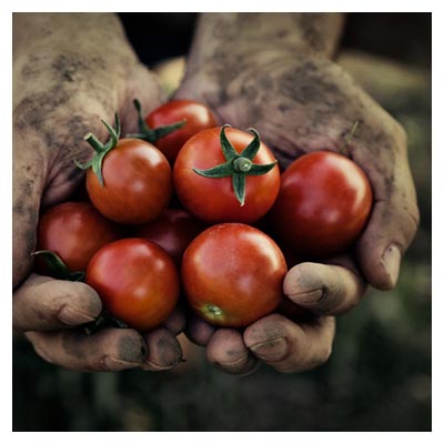 عکس دستان کارگر زحمتکش حاوی گوجه فرنگی های قرمز رسیده
