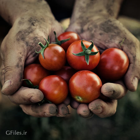 عکس دستان کارگر زحمتکش حاوی گوجه فرنگی های قرمز رسیده
